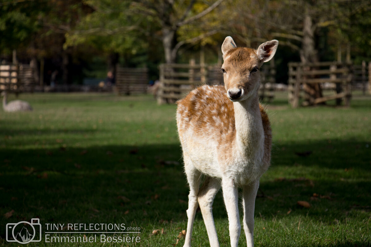 Bambi !
