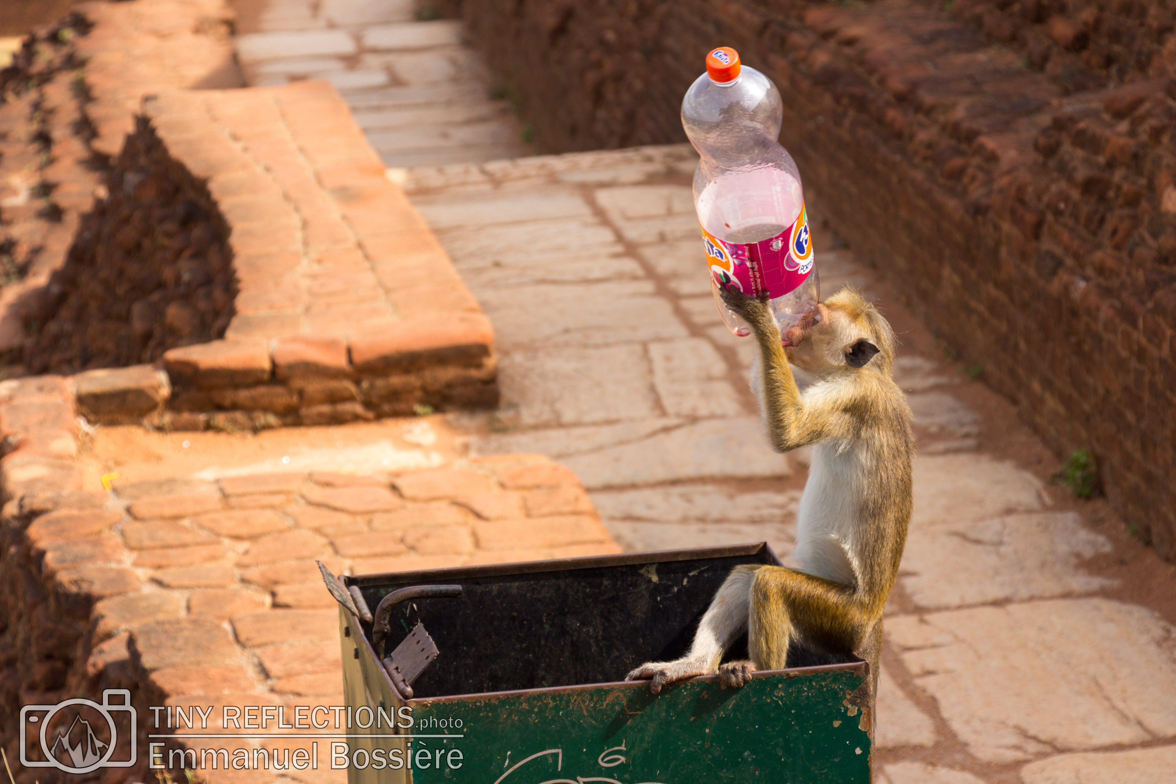 Monkeys are taking over Fanta