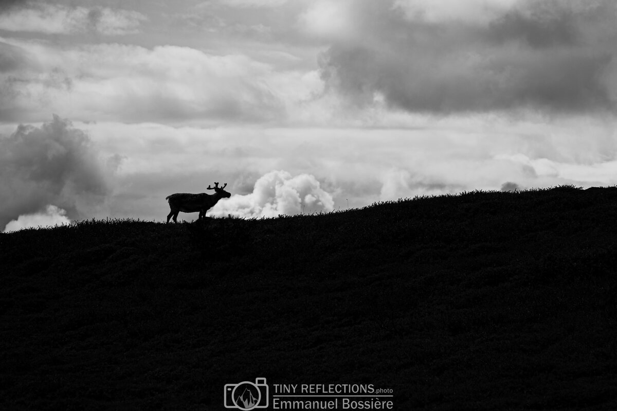 Oh, deer