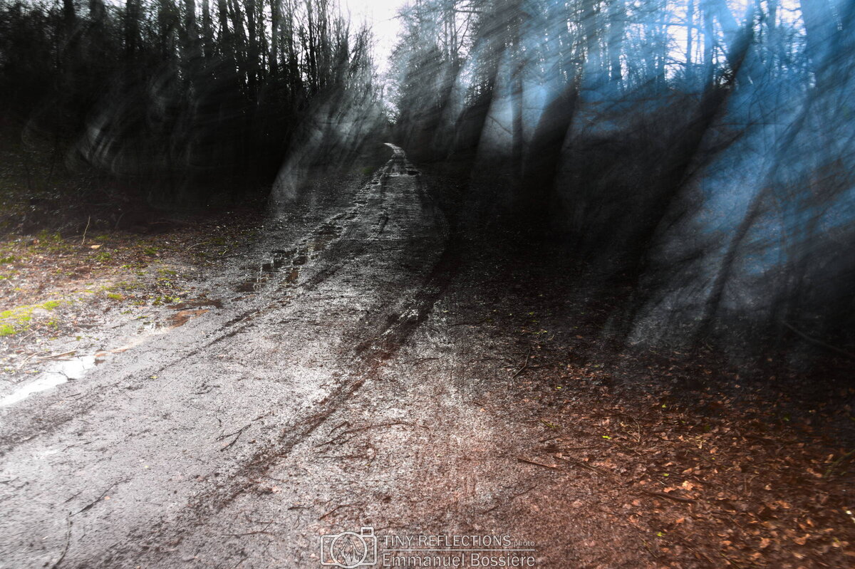 Through the forest