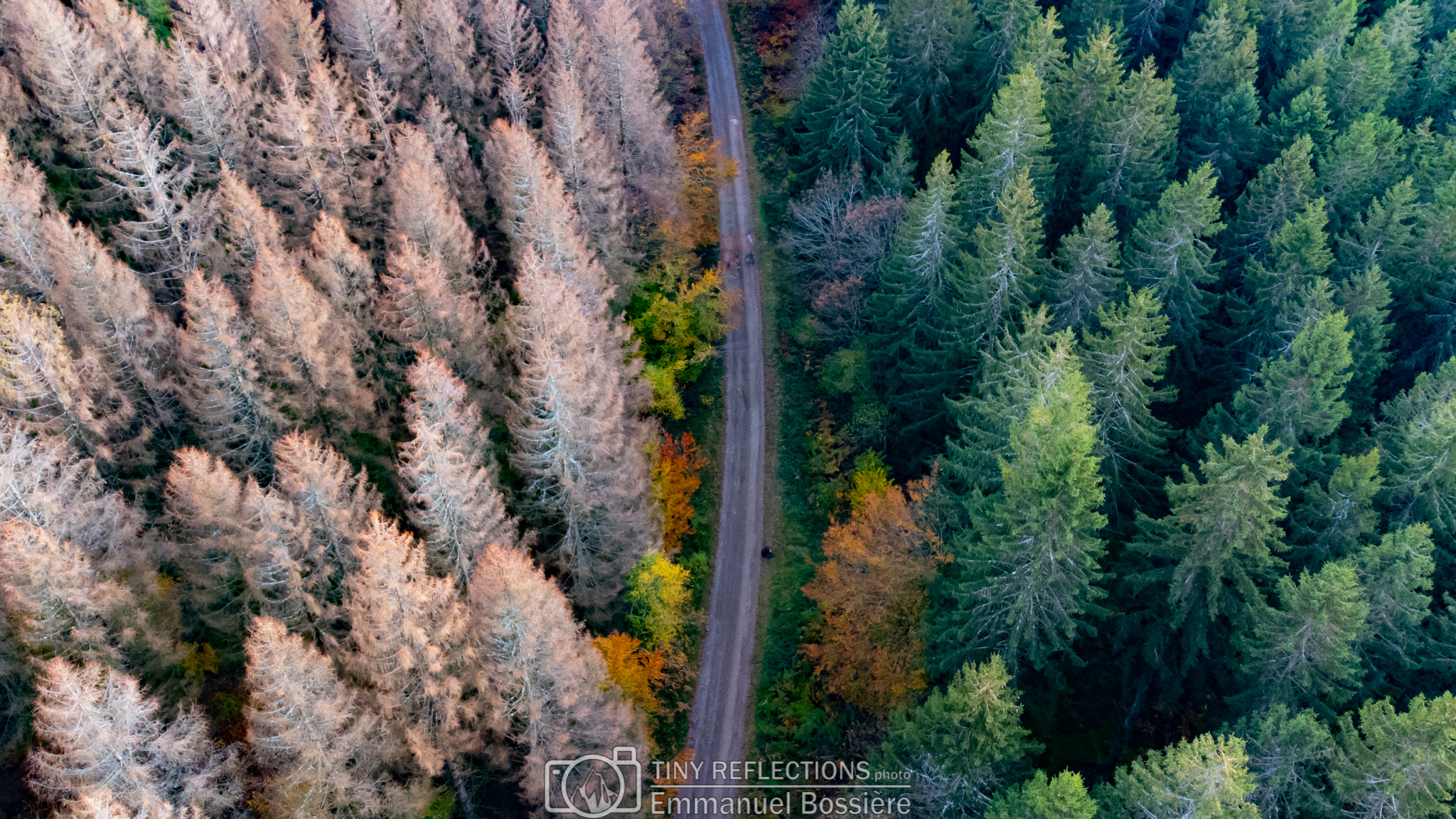 Through the trees