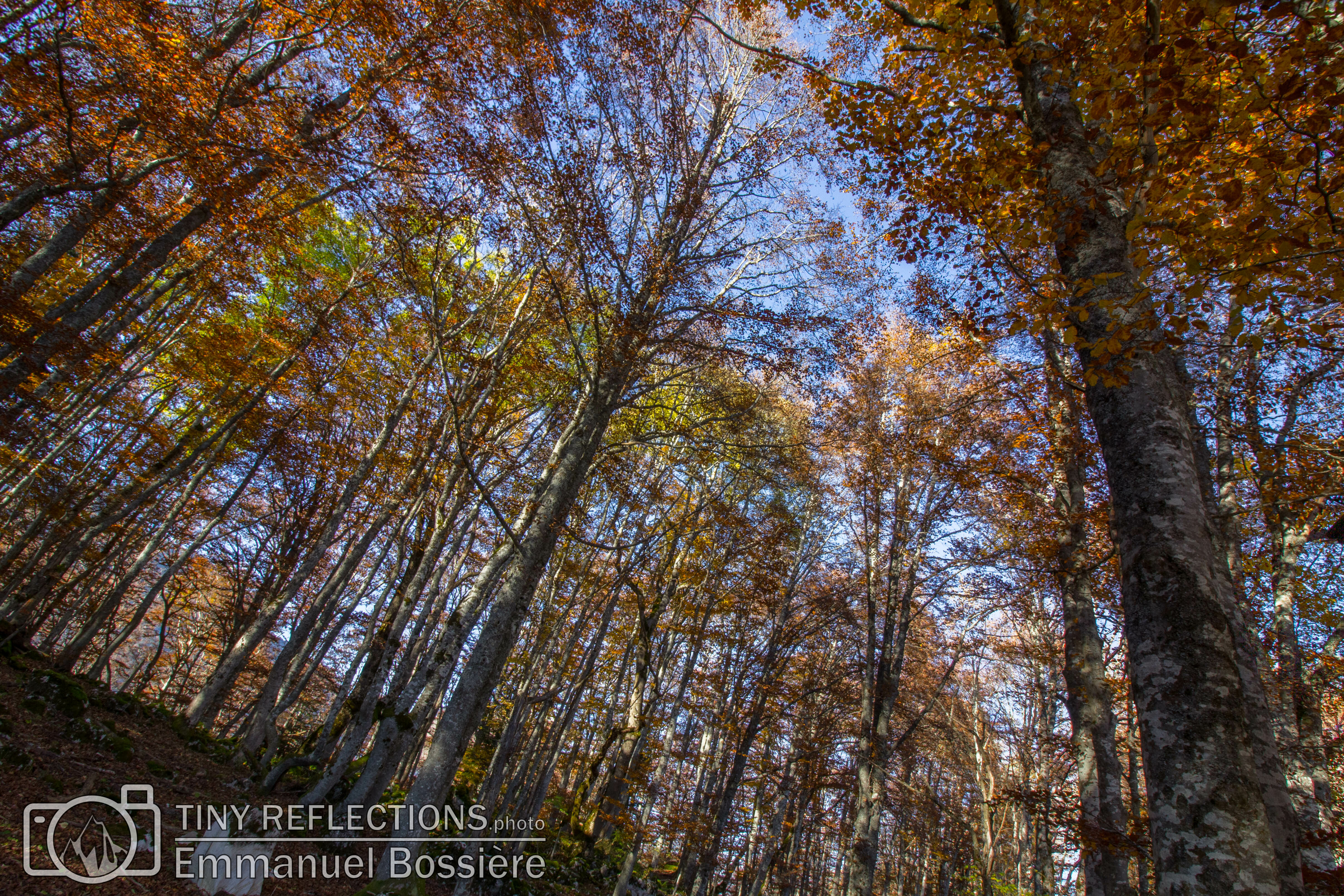 Victory of Autumn