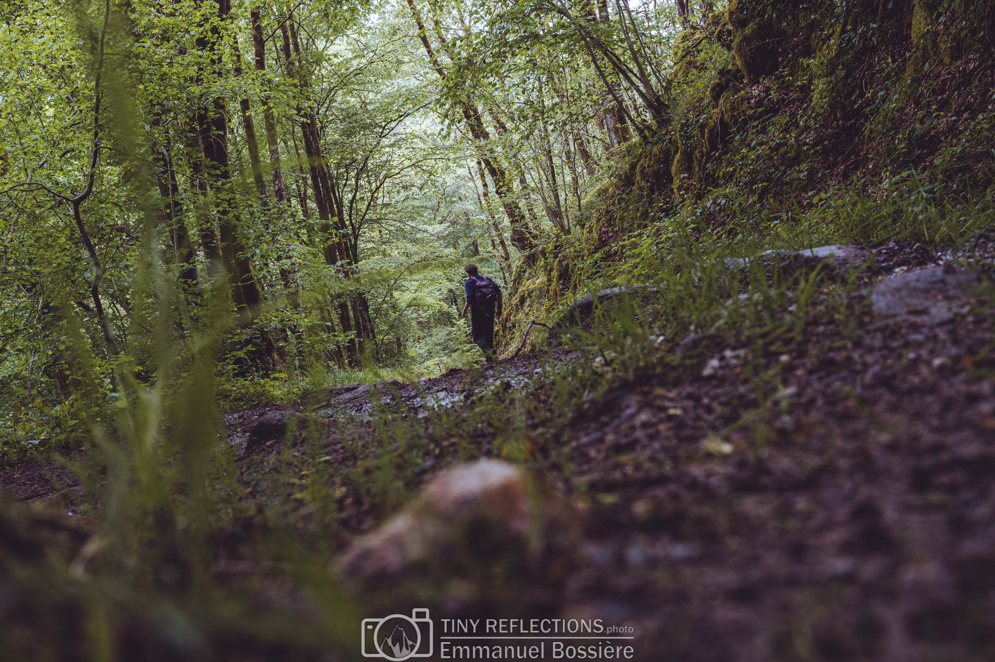 Wandering through the woods