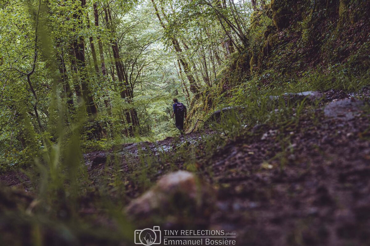 Wandering through the woods